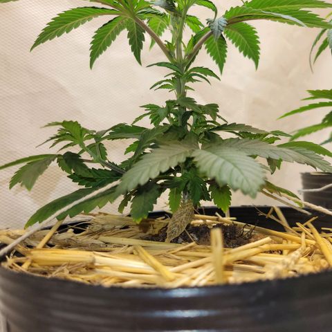 Purple Bubba Kush growlog photo: Cada vez menos para la apical+trasplante