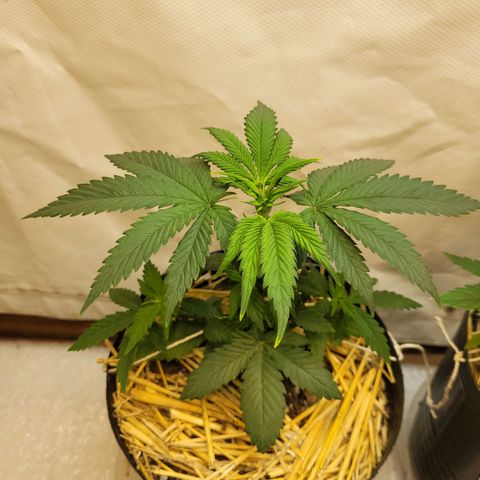 Purple Bubba Kush growlog photo: Cada vez menos para la apical+trasplante