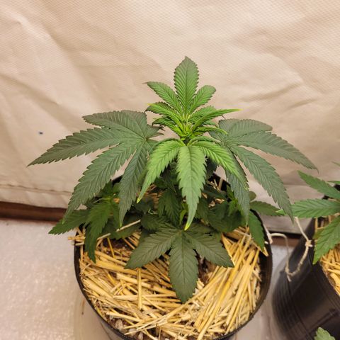 Purple Bubba Kush growlog timeline photo
