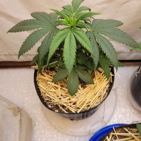 Purple Bubba Kush growlog timeline photo
