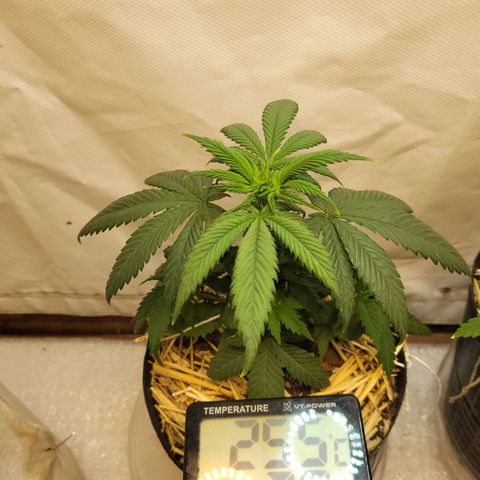 Purple Bubba Kush growlog timeline photo