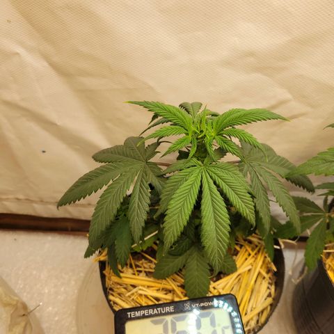 Purple Bubba Kush growlog timeline photo