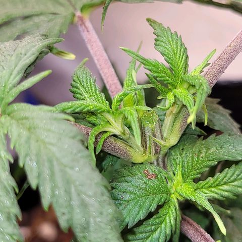 Purple Bubba Kush growlog timeline photo
