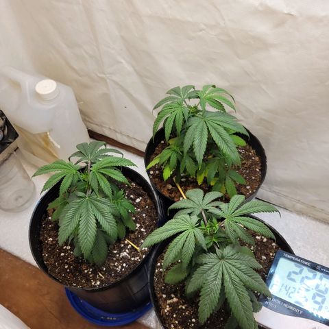 Purple Bubba Kush growlog timeline photo