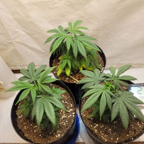 Purple Bubba Kush growlog timeline photo