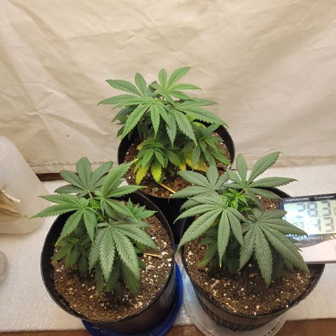 Purple Bubba Kush growlog timeline photo