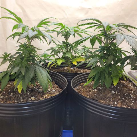 Purple Bubba Kush growlog timeline photo