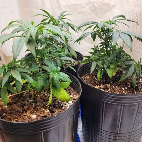 Purple Bubba Kush growlog timeline photo