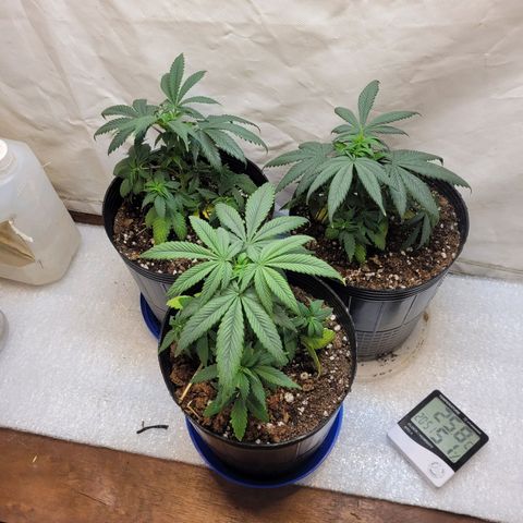 Purple Bubba Kush growlog timeline photo