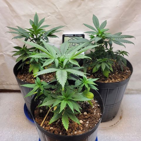 Purple Bubba Kush growlog timeline photo