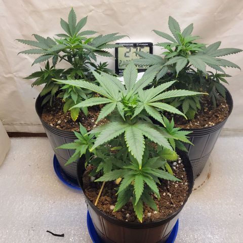 Purple Bubba Kush growlog timeline photo
