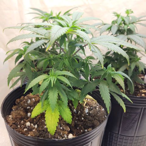 Purple Bubba Kush growlog timeline photo