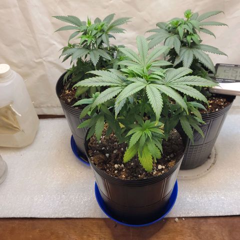 Purple Bubba Kush growlog timeline photo