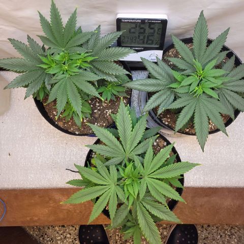 Purple Bubba Kush growlog timeline photo