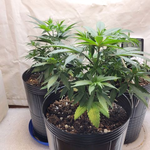 Purple Bubba Kush growlog timeline photo