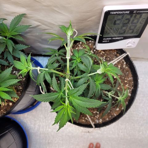Purple Bubba Kush growlog timeline photo