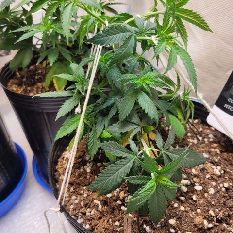 Purple Bubba Kush growlog timeline photo