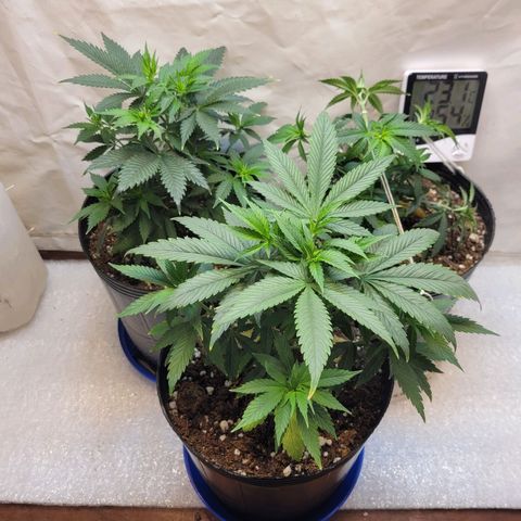 Purple Bubba Kush growlog timeline photo