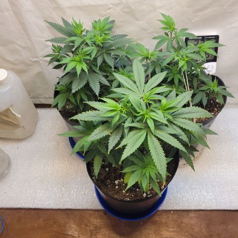 Purple Bubba Kush growlog timeline photo
