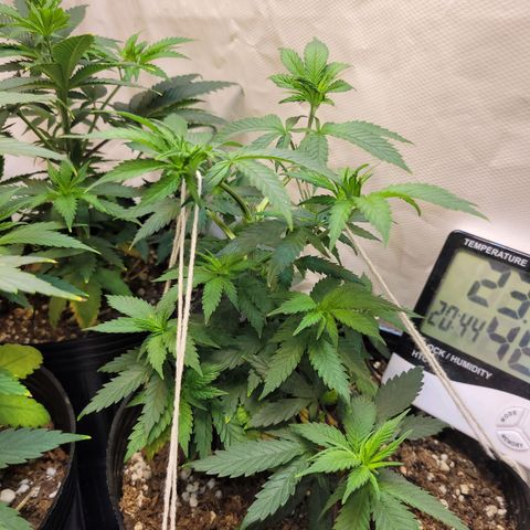 Purple Bubba Kush growlog timeline photo