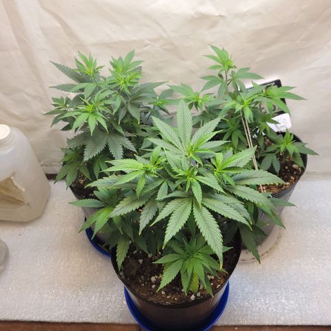 Purple Bubba Kush growlog timeline photo