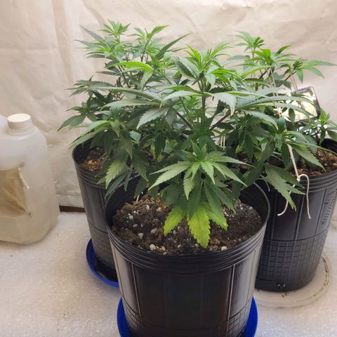 Purple Bubba Kush growlog timeline photo