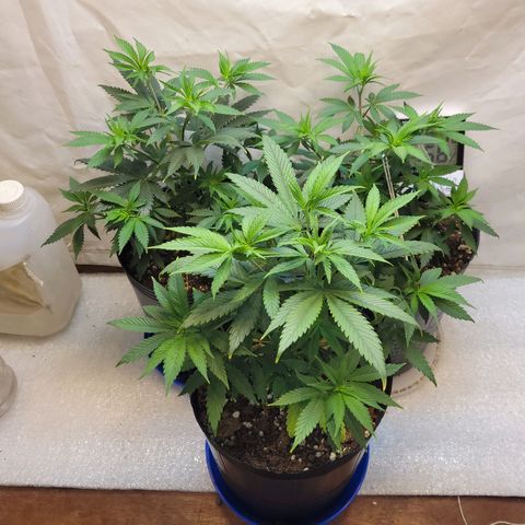 Purple Bubba Kush growlog timeline photo