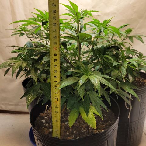 Purple Bubba Kush growlog timeline photo