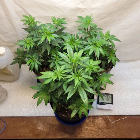 Purple Bubba Kush growlog timeline photo
