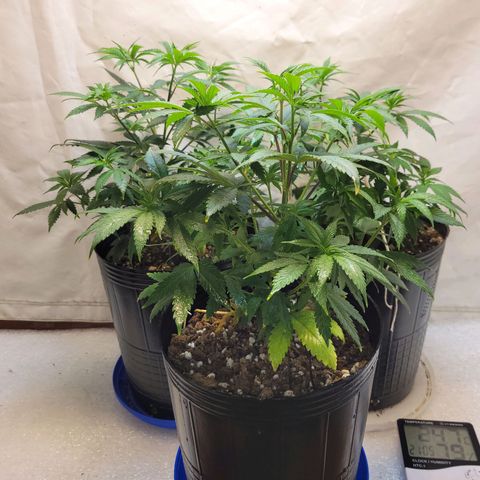 Purple Bubba Kush growlog timeline photo