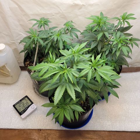 Purple Bubba Kush growlog timeline photo
