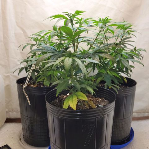 Purple Bubba Kush growlog timeline photo