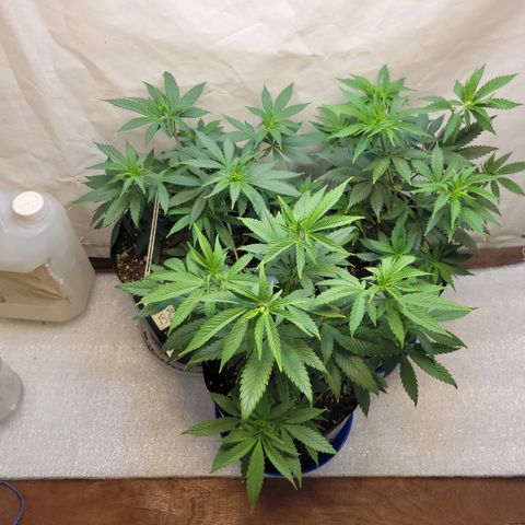 Purple Bubba Kush growlog timeline photo