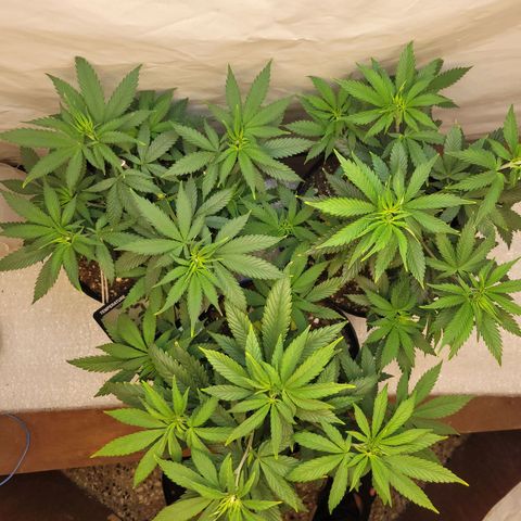 Purple Bubba Kush growlog timeline photo
