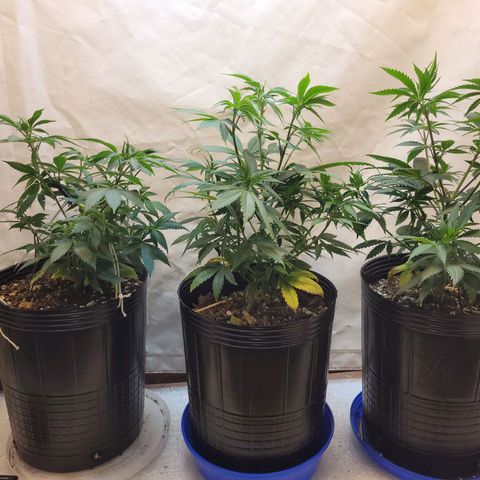Purple Bubba Kush growlog timeline photo