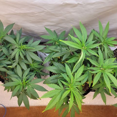Purple Bubba Kush growlog timeline photo