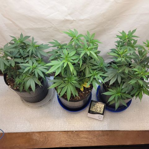 Purple Bubba Kush growlog timeline photo