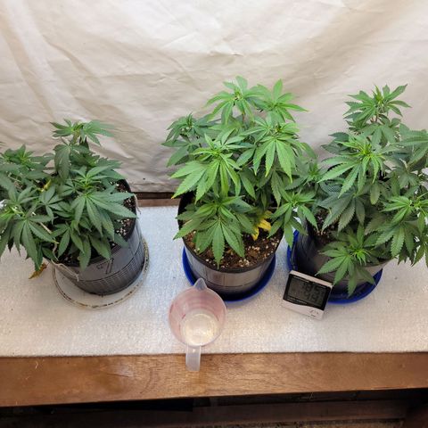 Purple Bubba Kush growlog timeline photo