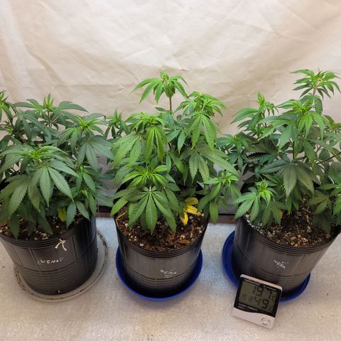 Purple Bubba Kush growlog timeline photo