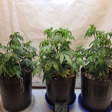 Purple Bubba Kush growlog photo: Exceso de agua
