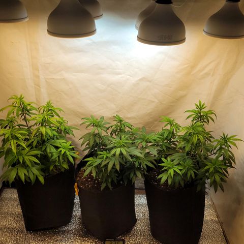 Purple Bubba Kush growlog timeline photo