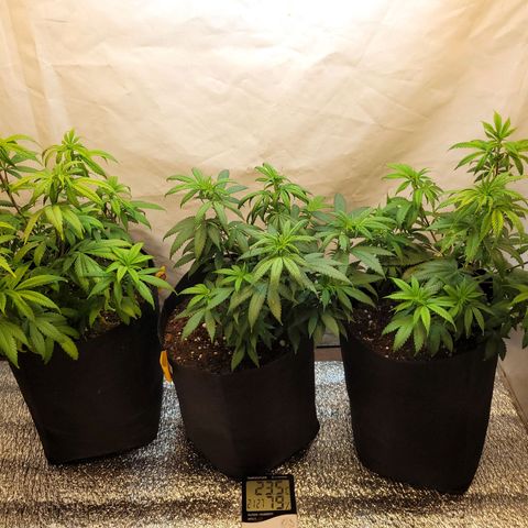 Purple Bubba Kush growlog timeline photo