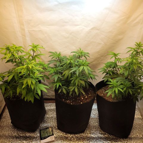 Purple Bubba Kush growlog timeline photo