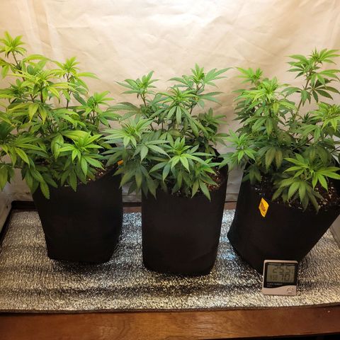 Purple Bubba Kush growlog timeline photo