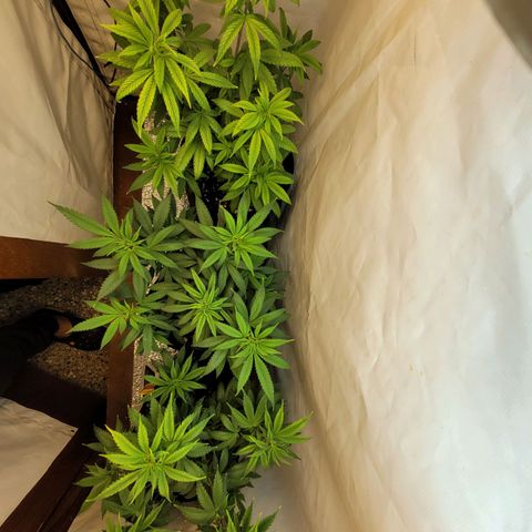 Purple Bubba Kush growlog timeline photo