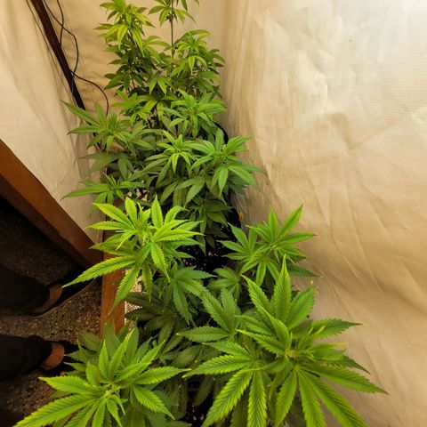 Purple Bubba Kush growlog timeline photo
