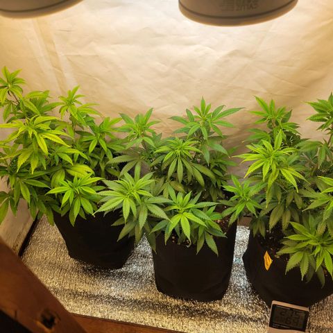 Purple Bubba Kush growlog timeline photo