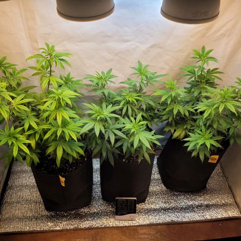 Purple Bubba Kush growlog timeline photo