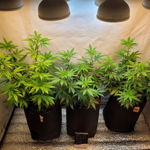 Purple Bubba Kush growlog timeline photo