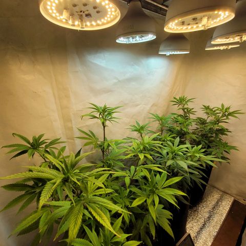 Purple Bubba Kush growlog timeline photo